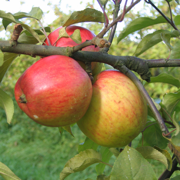 Apfel vom Obsthof Cordes